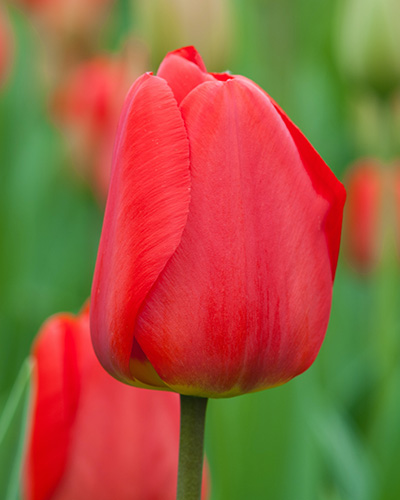 Tulipán darwin hybrid Apeldoorn  12/+, 100 kusov
